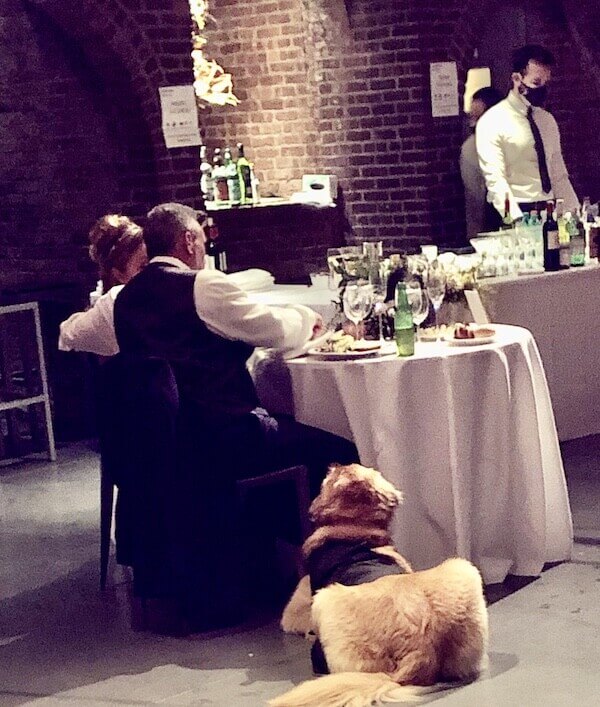micro wedding Bride and Groom enjoying wedding meal with their Golden Retriever