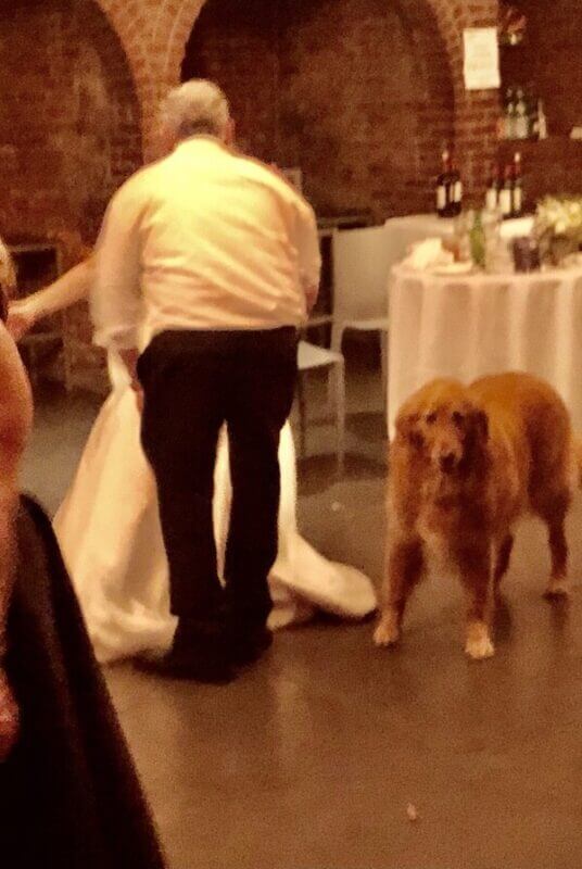 Micro wedding with DJ first dance with Dog at wedding at LIC the Foundry